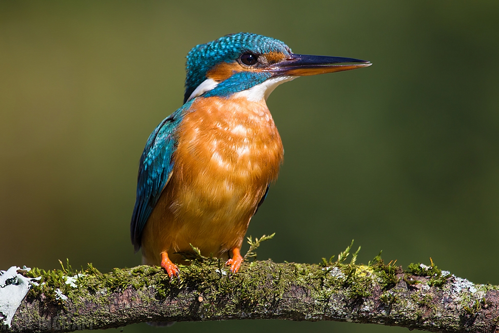 Common Kingfisher | Female