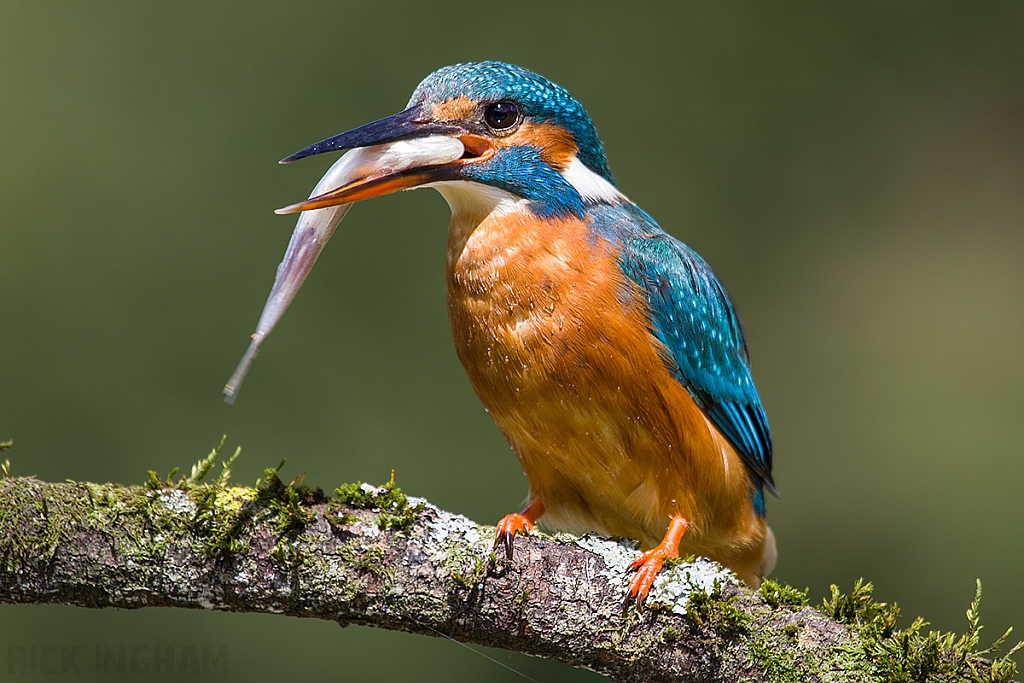 Common Kingfisher | Female