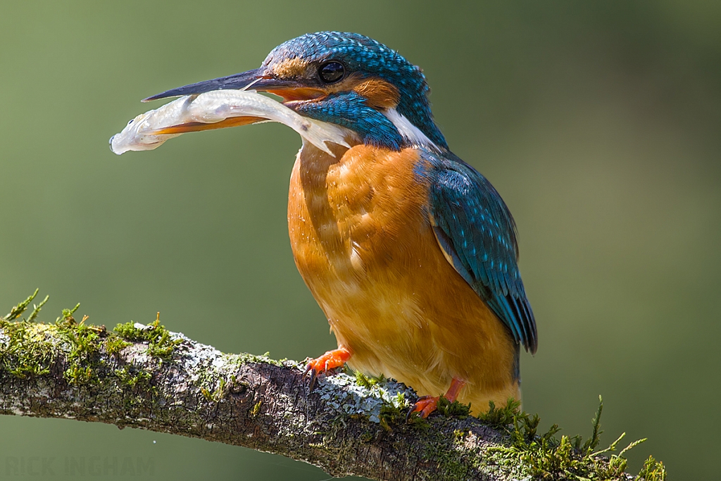 Common Kingfisher | Female