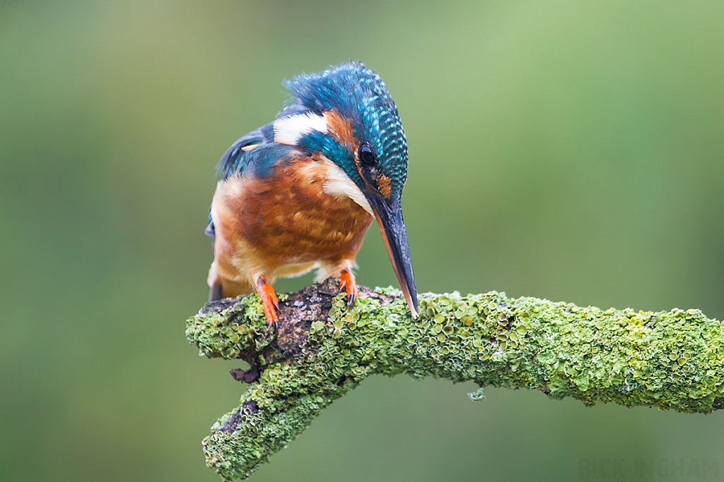 Common Kingfisher | Female