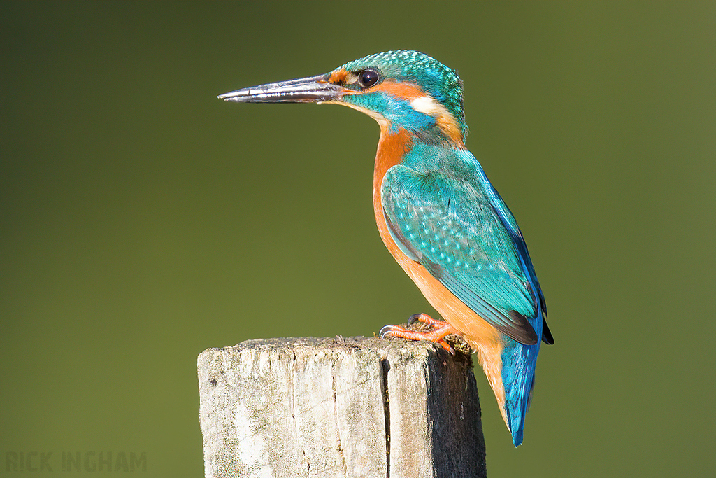 Common Kingfisher | Male
