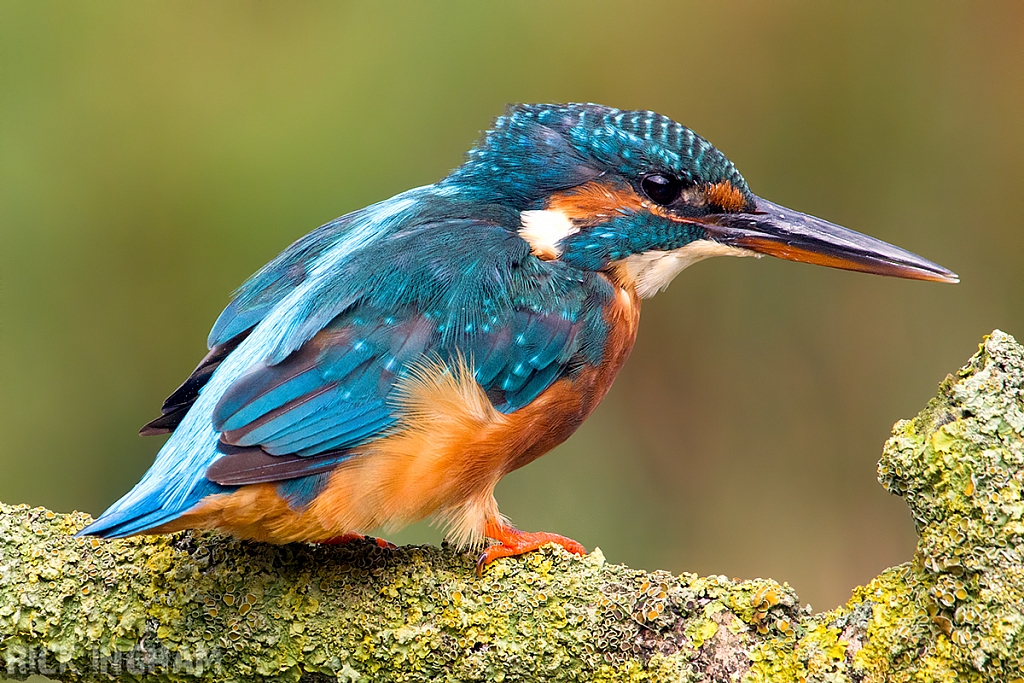 Common Kingfisher | Female