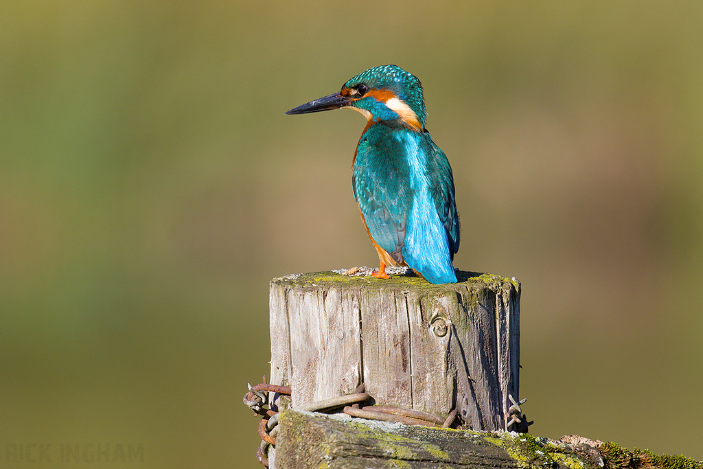 Common Kingfisher | Male
