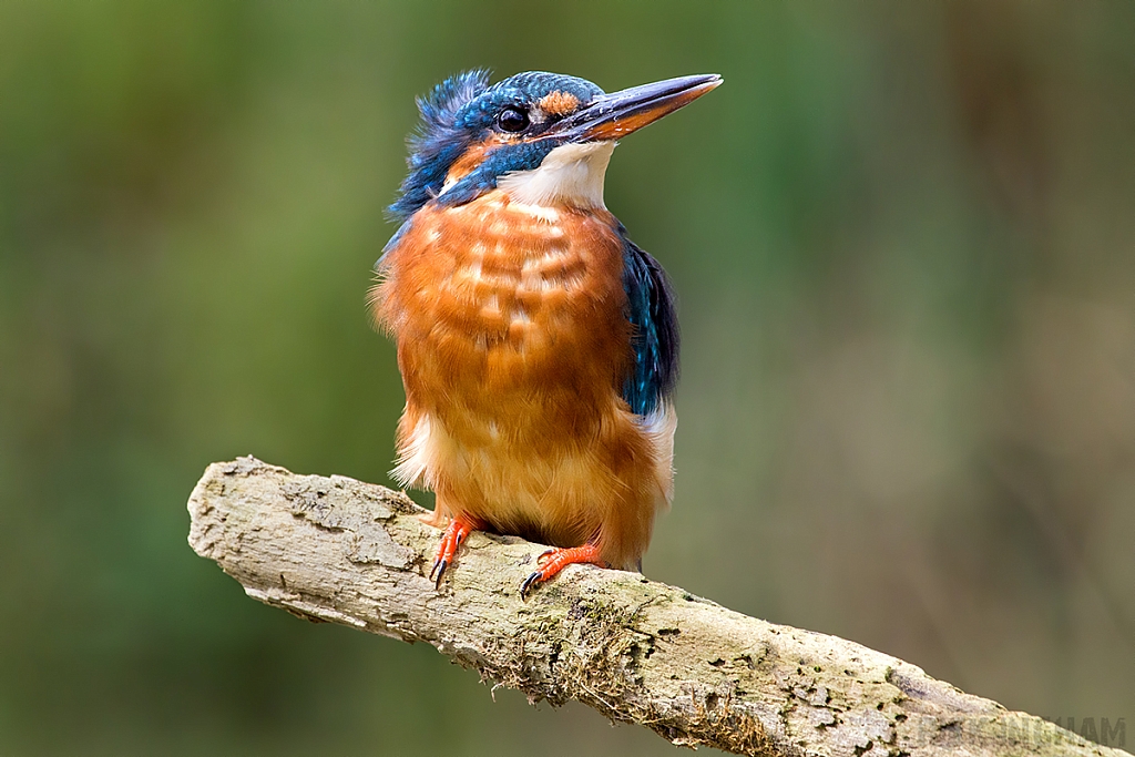 Common Kingfisher | Female