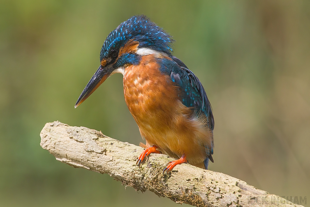 Common Kingfisher | Female