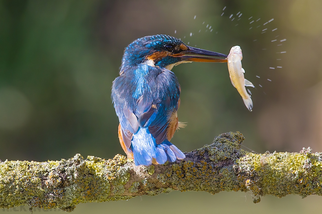 Common Kingfisher | Female