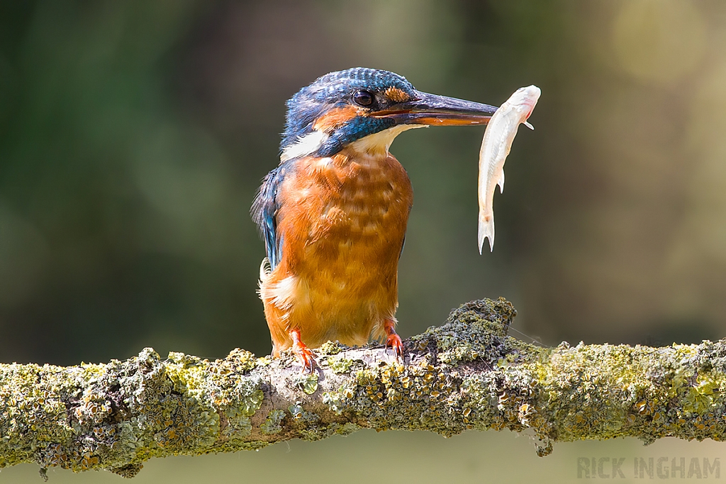 Common Kingfisher | Female