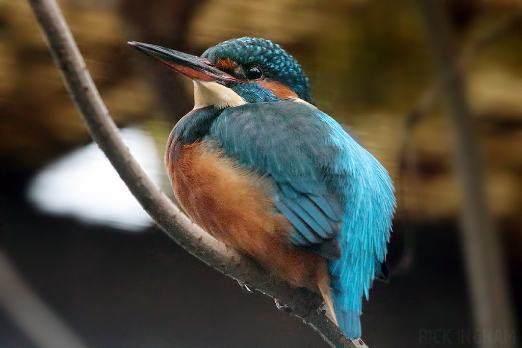 Common Kingfisher | Female