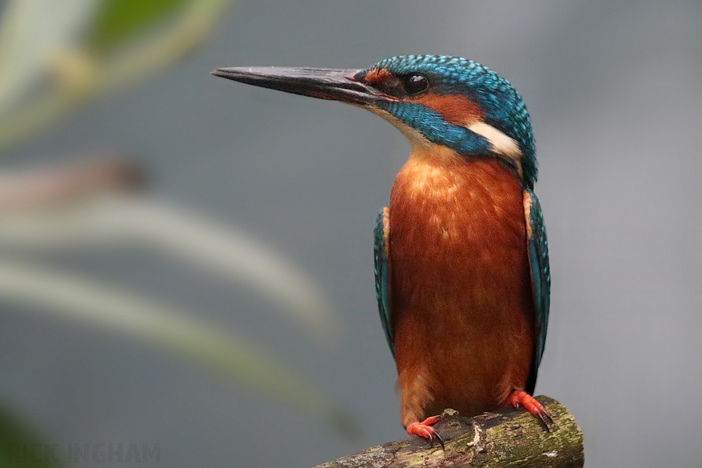 Common Kingfisher | Male