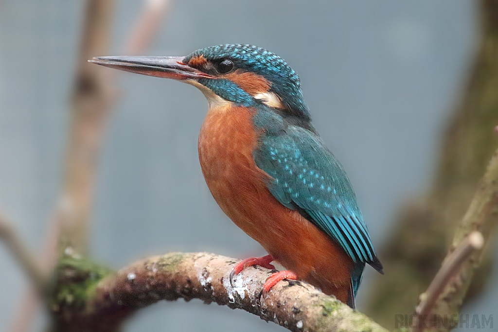 Common Kingfisher | Female