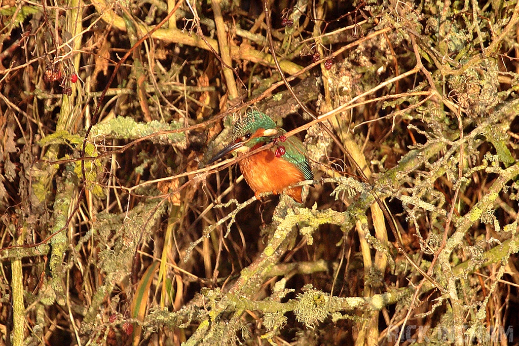 Common Kingfisher | Male
