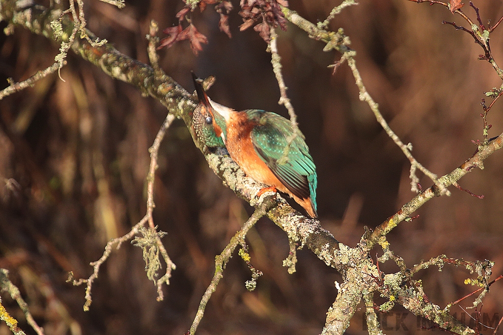 Common Kingfisher | Male