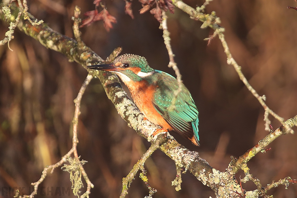 Common Kingfisher | Male