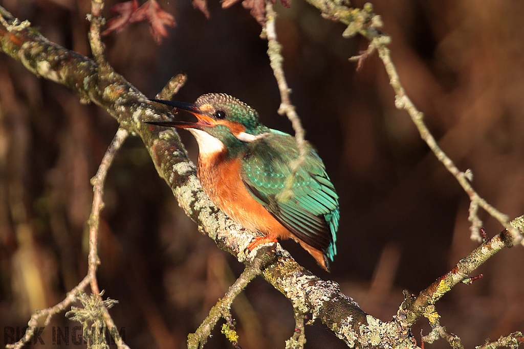 Common Kingfisher | Male