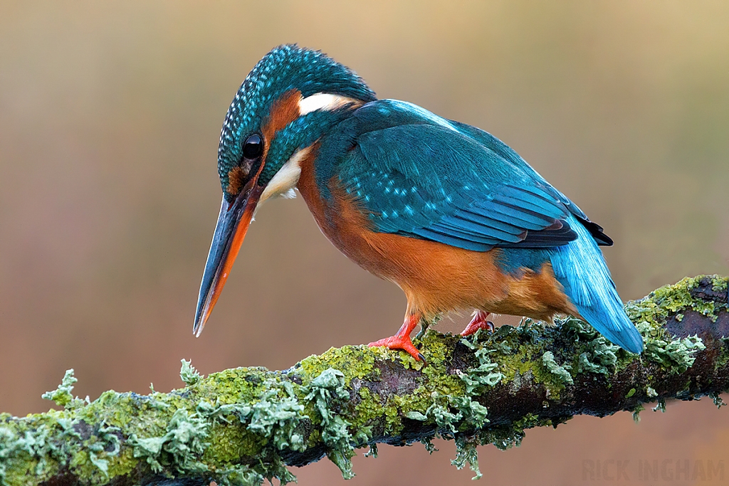 Common Kingfisher | Female