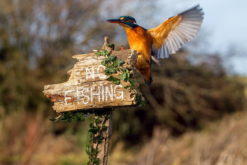 Common Kingfisher | Female