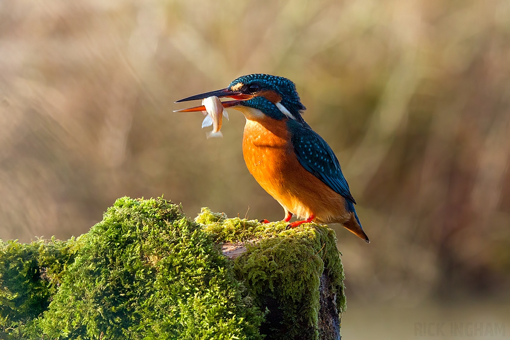 Common Kingfisher | Female