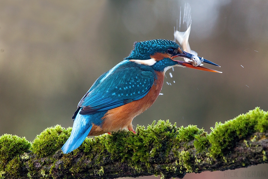 Common Kingfisher | Female