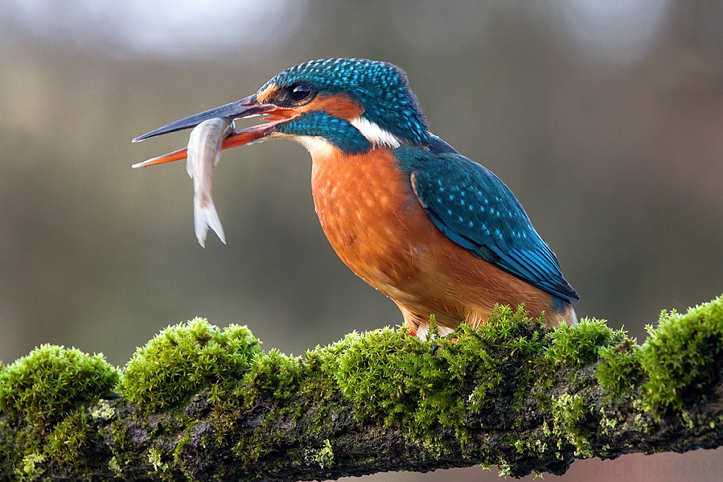 Common Kingfisher | Female