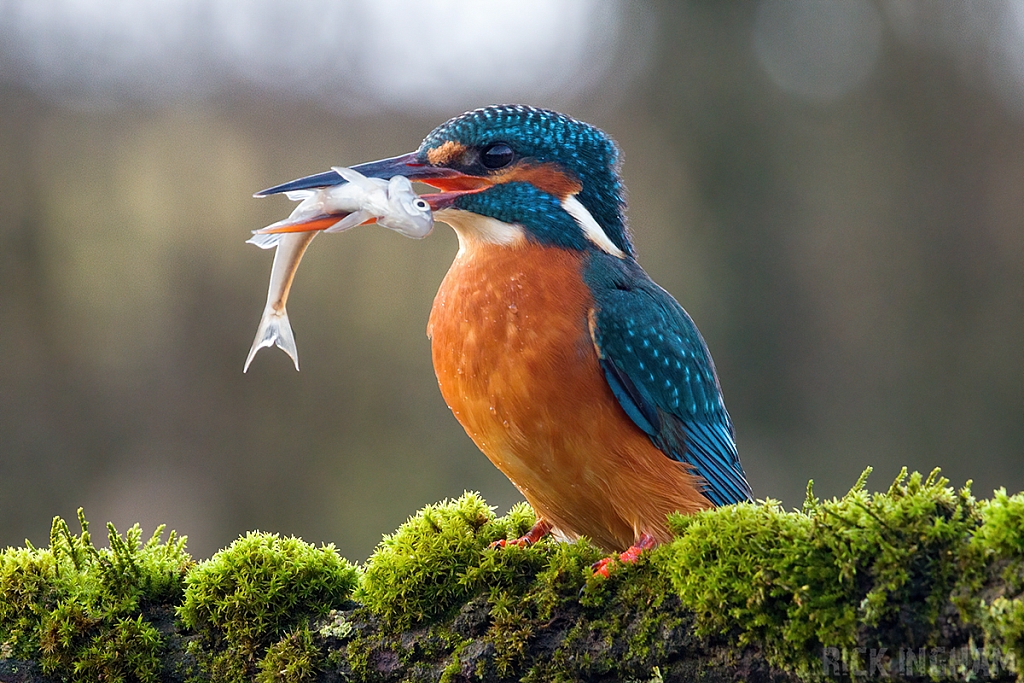 Common Kingfisher | Female