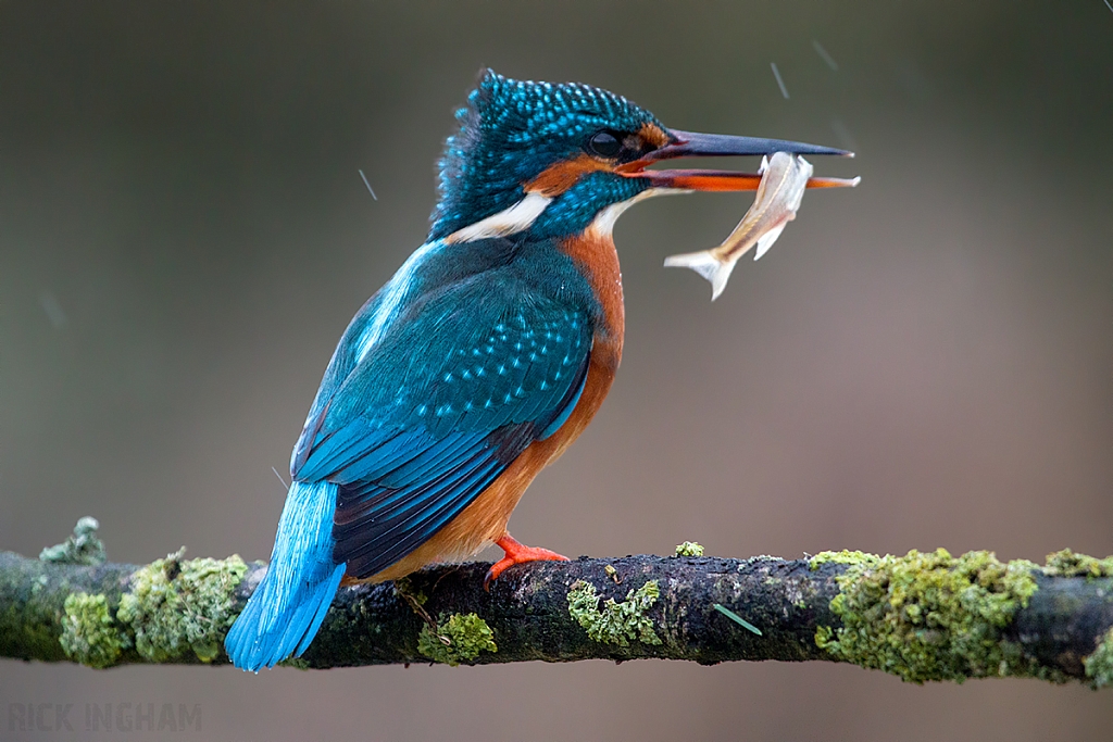 Common Kingfisher | Female