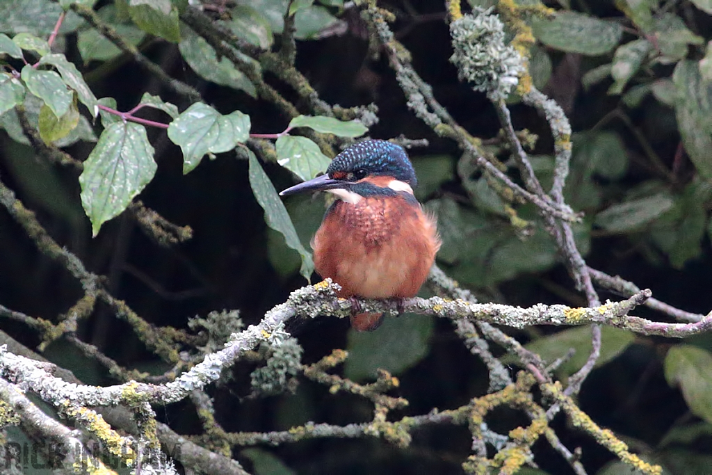 Common Kingfisher | Juvenile Male