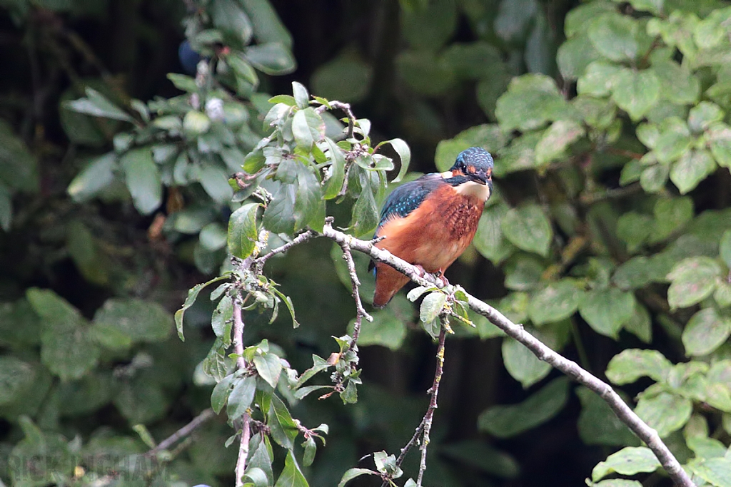 Common Kingfisher | Juvenile Male