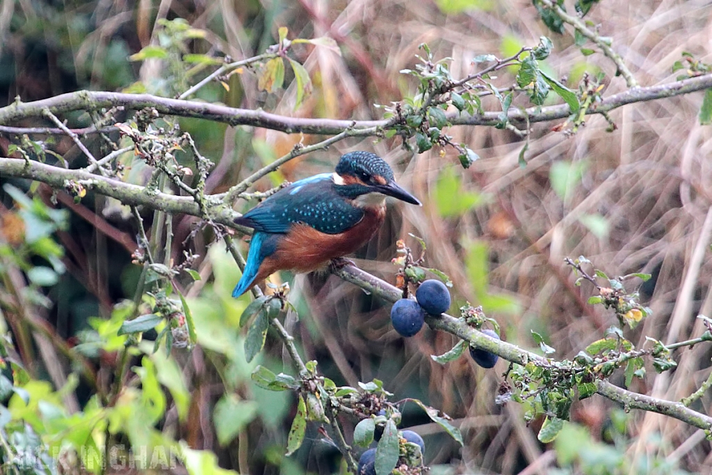 Common Kingfisher | Juvenile Male