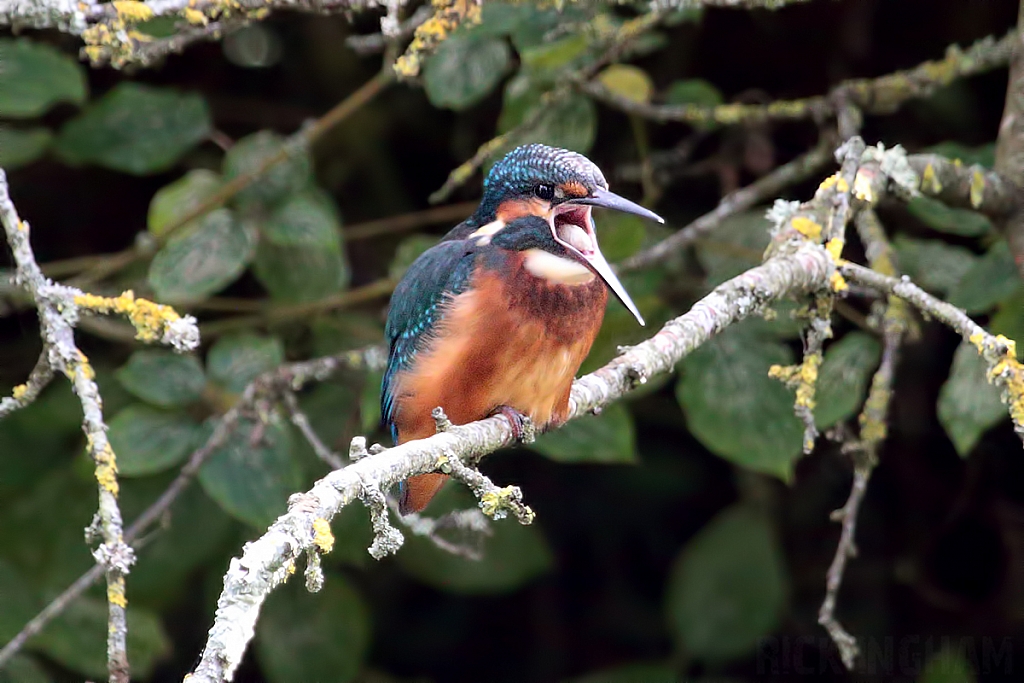 Common Kingfisher | Juvenile Male
