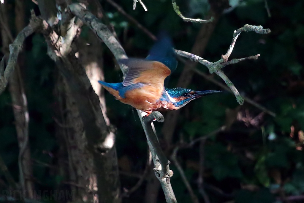 Common Kingfisher | Juvenile Male