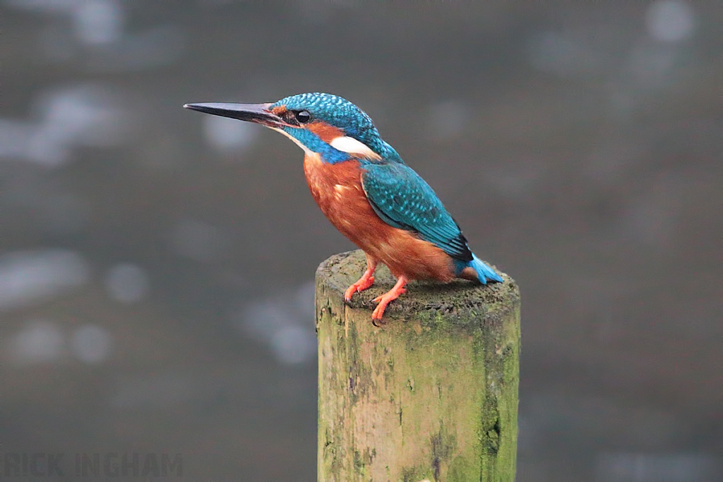Common Kingfisher | Male