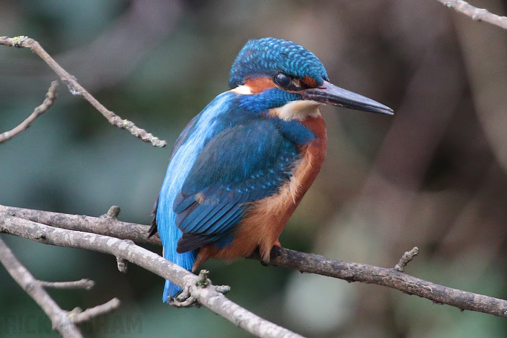 Common Kingfisher | Male