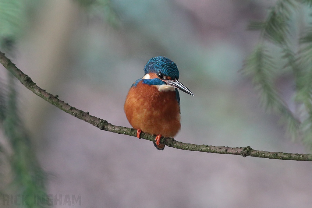 Common Kingfisher | Male