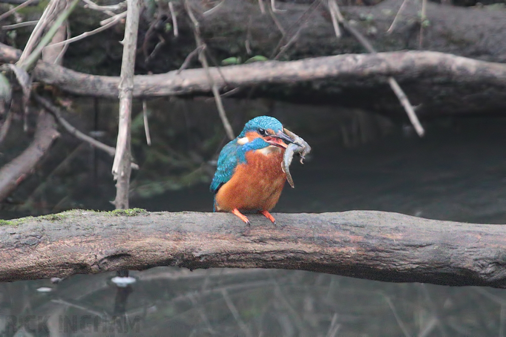 Common Kingfisher | Male