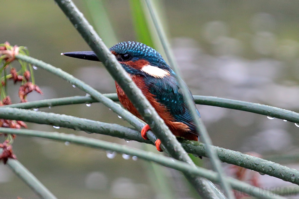 Common Kingfisher | Male