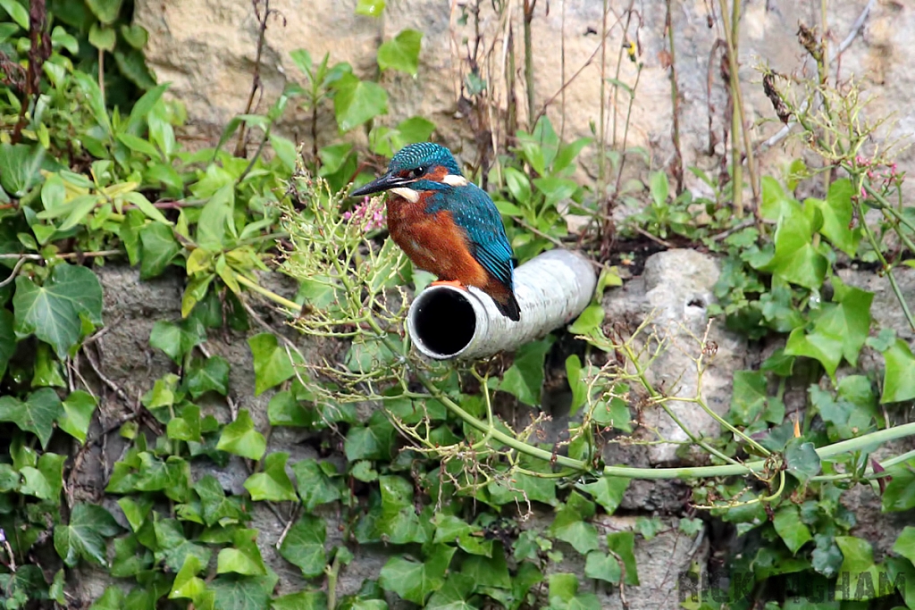 Common Kingfisher | Male