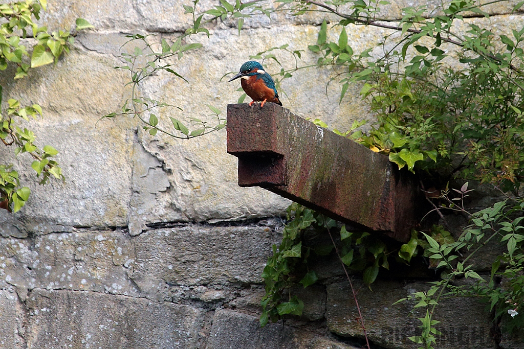 Common Kingfisher | Male