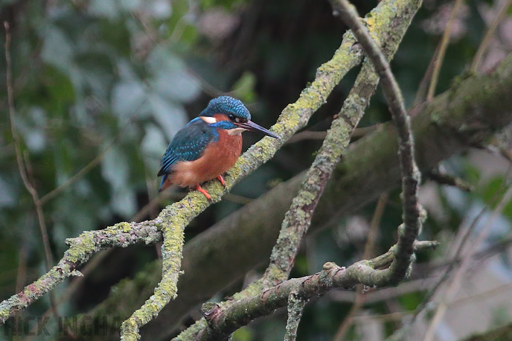 Common Kingfisher | Male