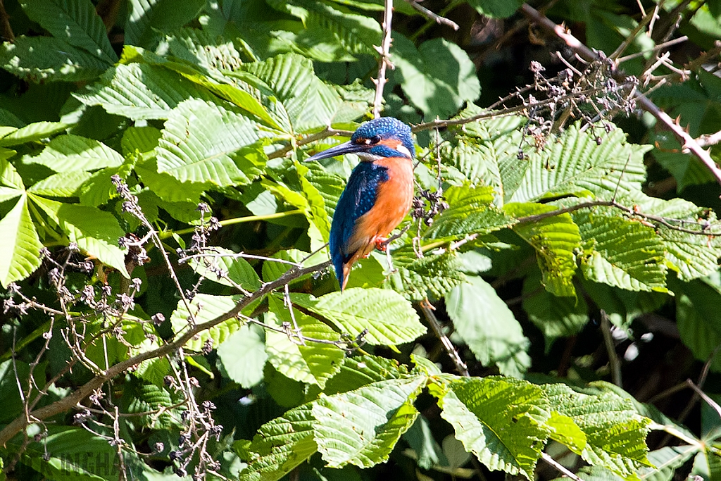 Common Kingfisher | Male