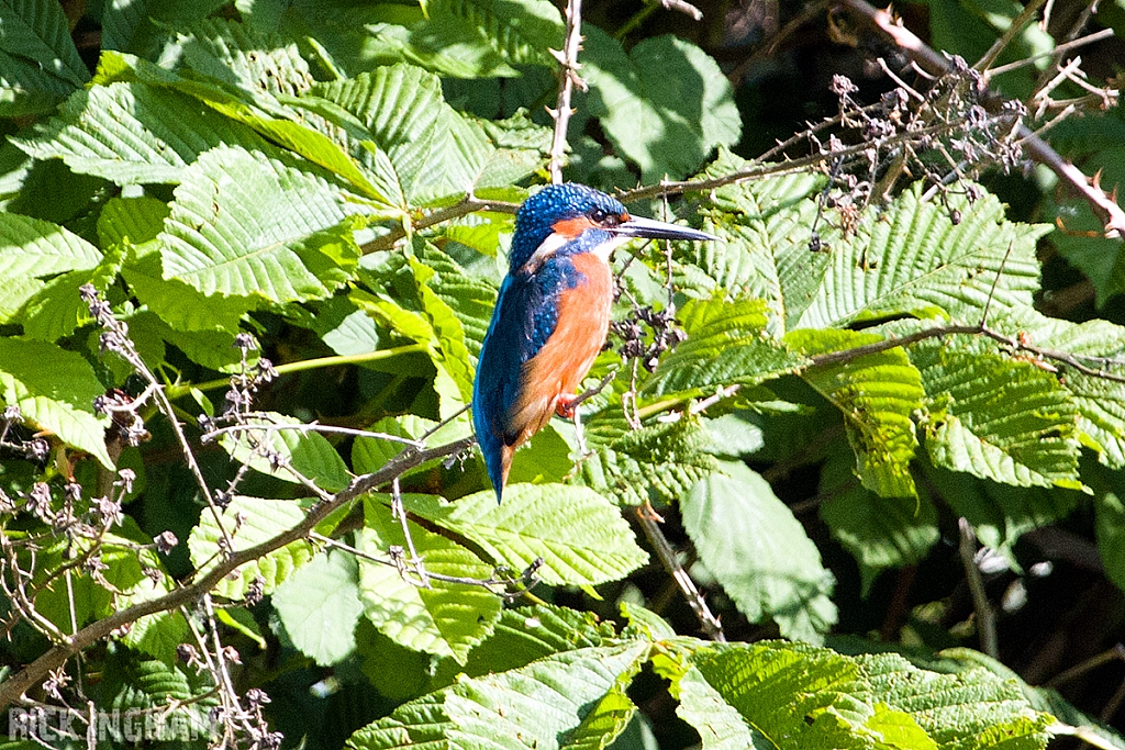 Common Kingfisher | Male