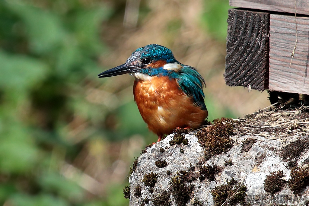 Common Kingfisher | Male