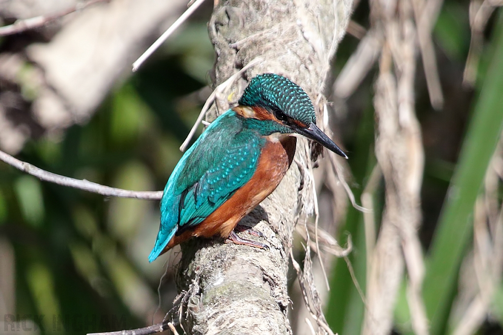 Common Kingfisher | Male Juvenile