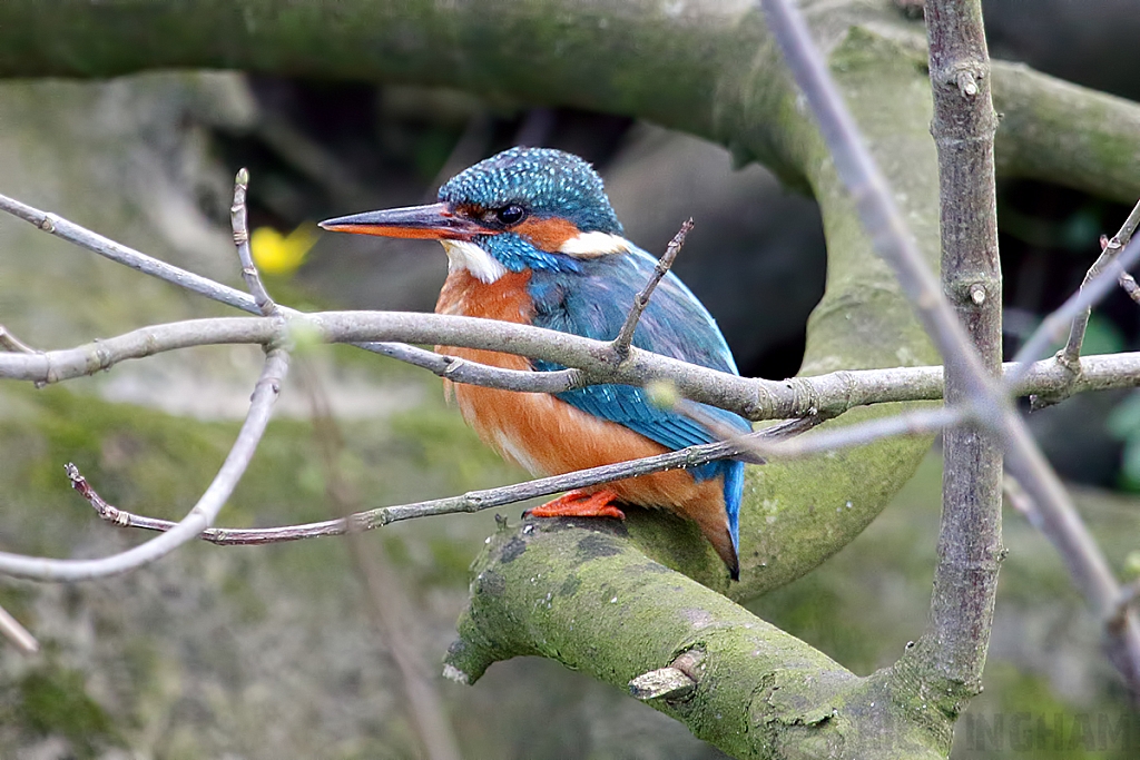 Common Kingfisher | Female