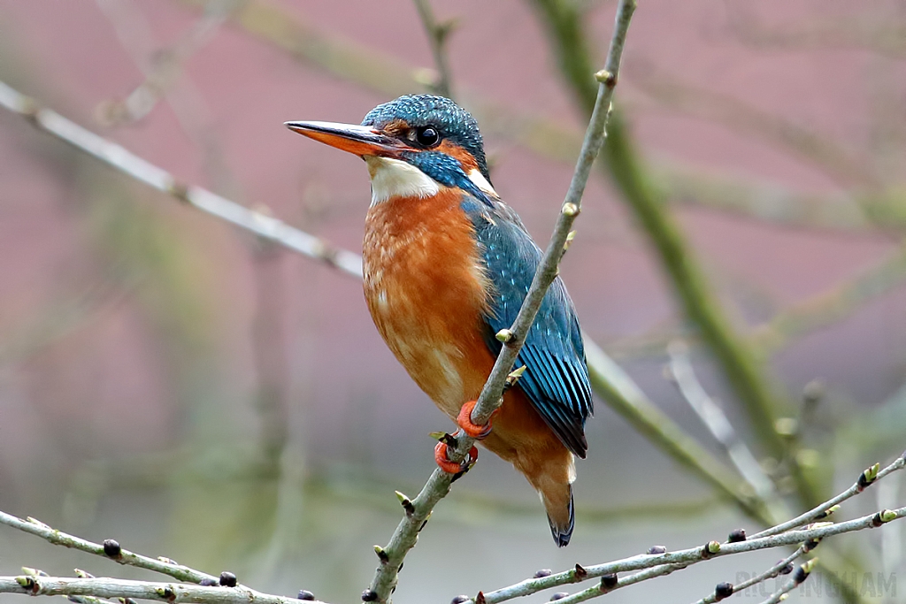 Common Kingfisher | Female