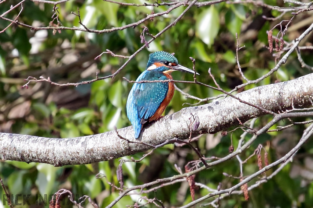 Common Kingfisher | Female