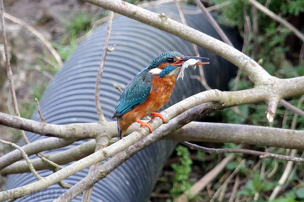 Common Kingfisher | Female