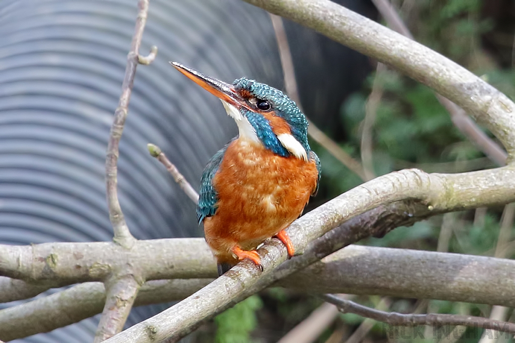 Common Kingfisher | Female