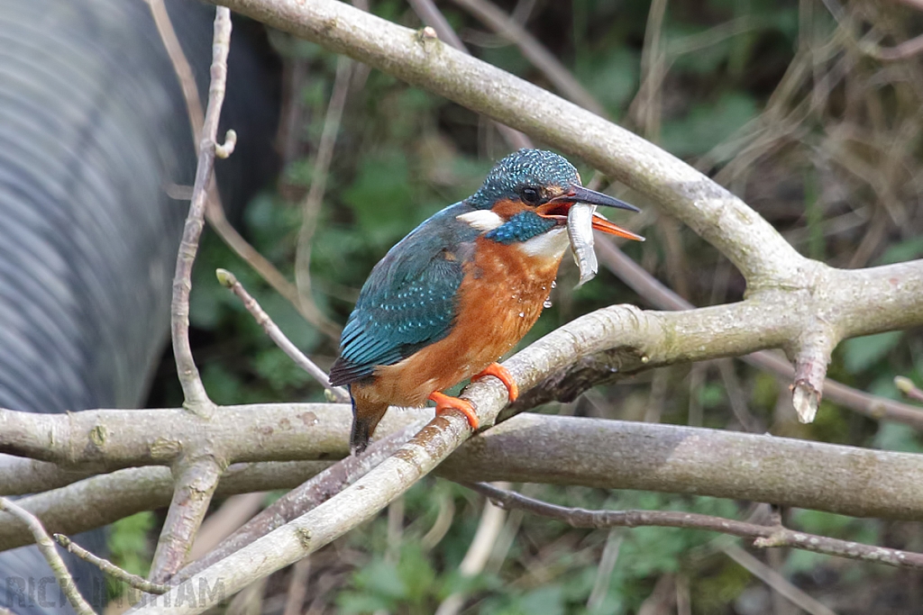 Common Kingfisher | Female