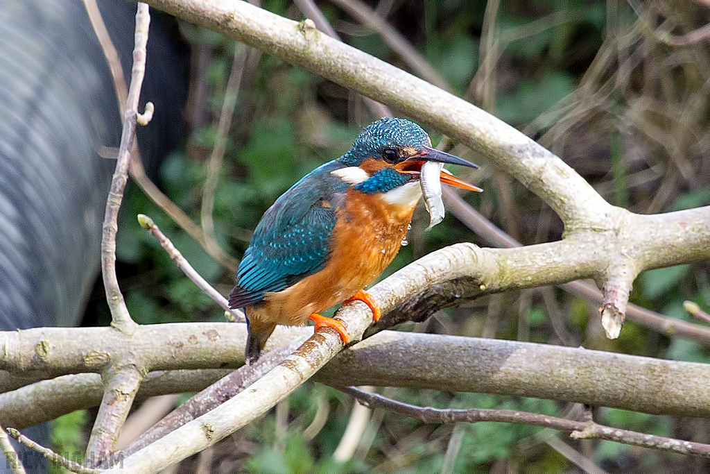 Common Kingfisher | Female