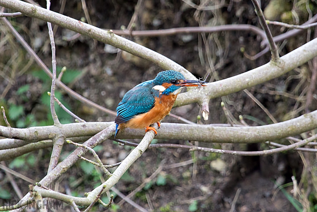 Common Kingfisher | Female